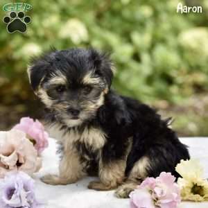 Aaron, Morkie / Yorktese Puppy