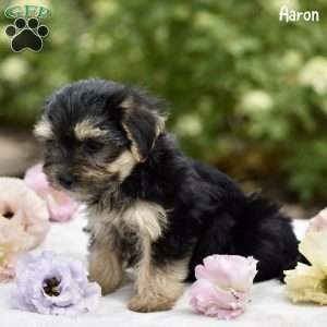 Aaron, Morkie / Yorktese Puppy