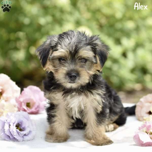 Alex, Morkie / Yorktese Puppy