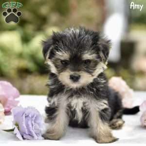 Amy, Morkie / Yorktese Puppy