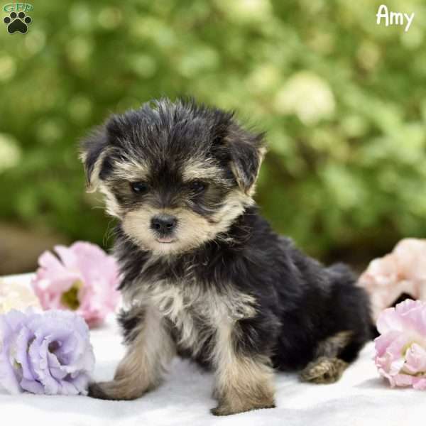 Amy, Morkie / Yorktese Puppy