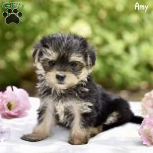 Amy, Morkie / Yorktese Puppy