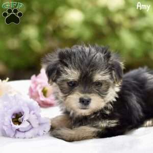 Amy, Morkie / Yorktese Puppy