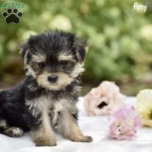 Amy, Morkie / Yorktese Puppy