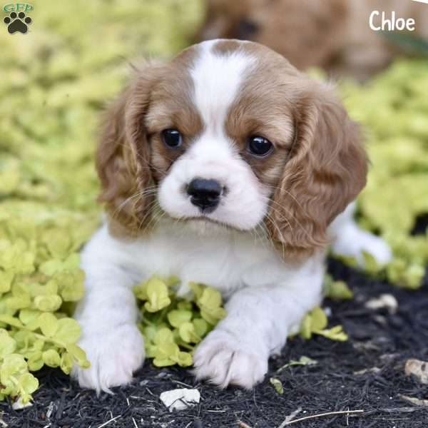 Chloe, Cavalier King Charles Spaniel Puppy