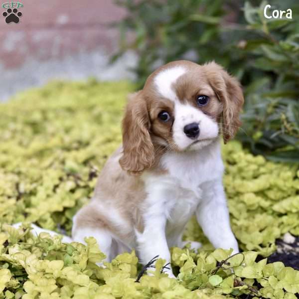 Cora, Cavalier King Charles Spaniel Puppy