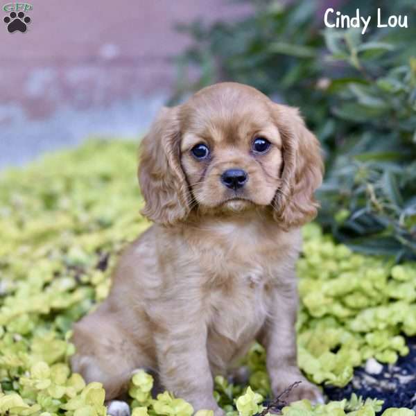 Cindy Lou, Cavalier King Charles Spaniel Puppy