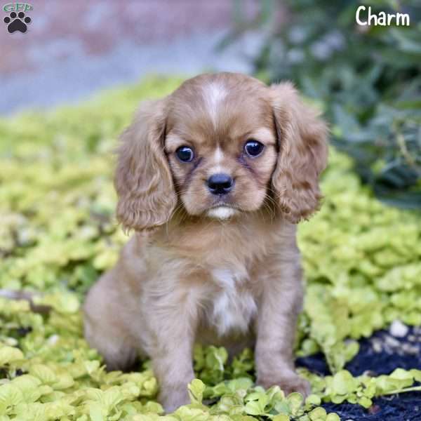 Charm, Cavalier King Charles Spaniel Puppy