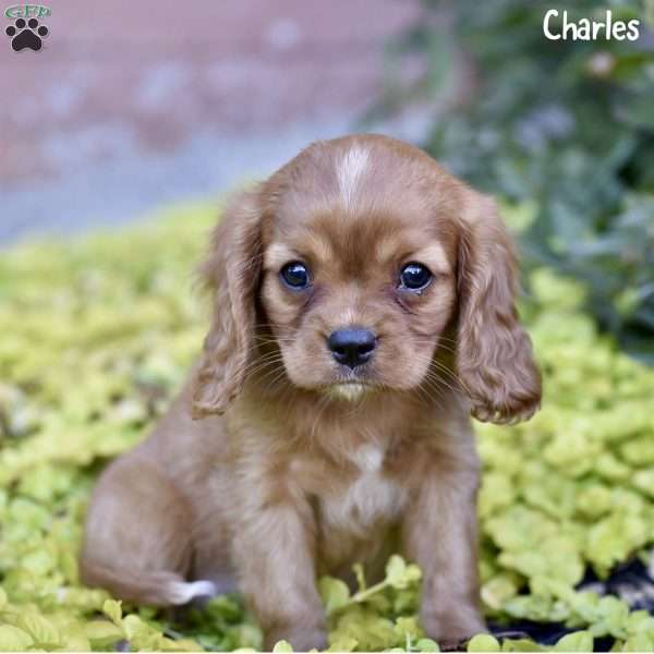 Charles, Cavalier King Charles Spaniel Puppy