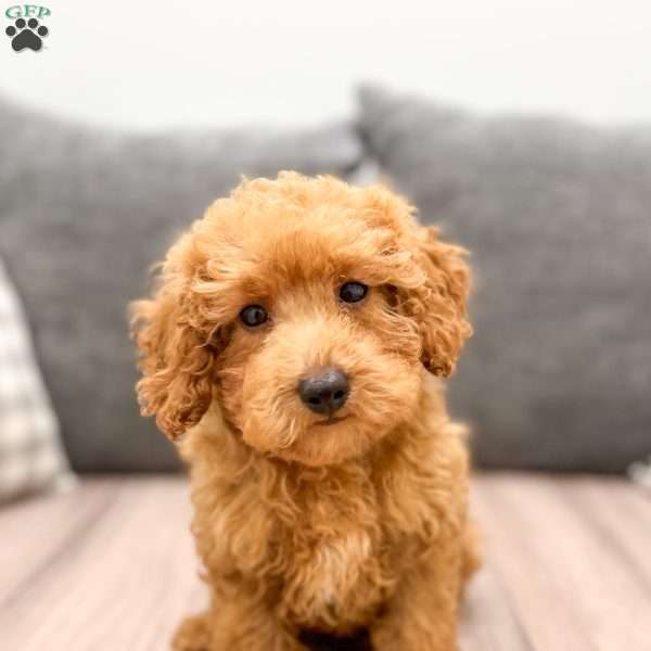 Angel, Miniature Poodle Puppy