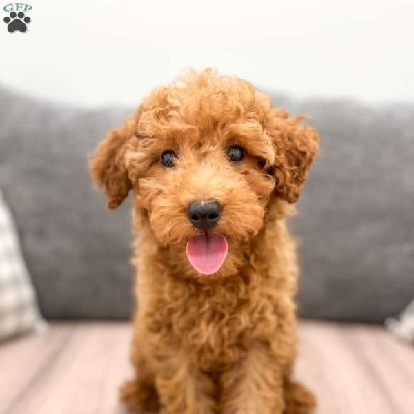 Alice, Miniature Poodle Puppy