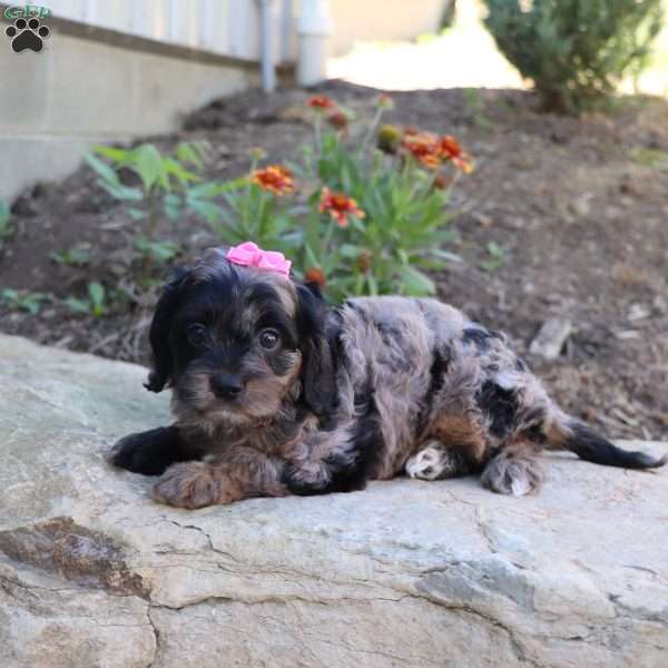 Gianna, Cavalier King Charles Mix Puppy