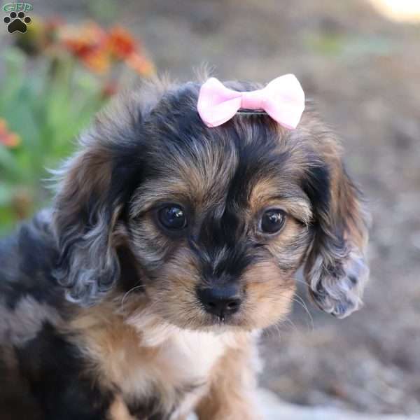 Grace, Cavalier King Charles Mix Puppy