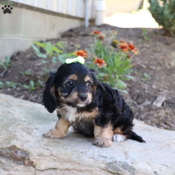 Gabrielle, Cavalier King Charles Mix Puppy