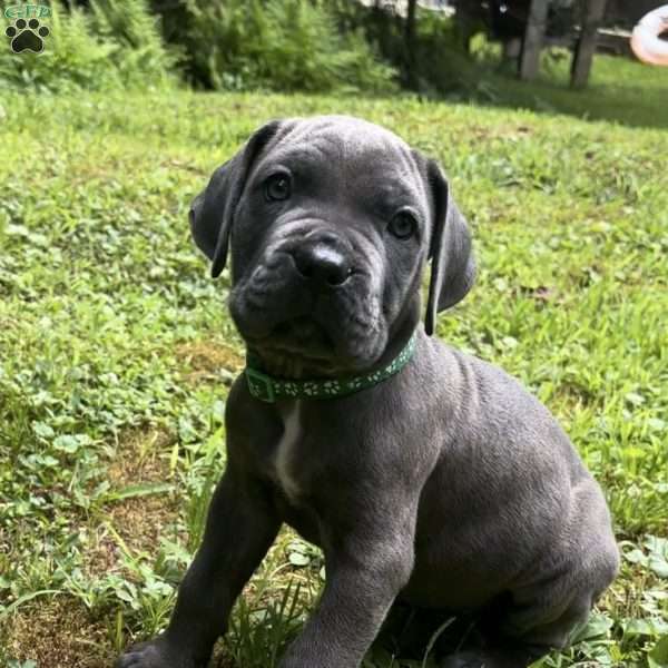 Green bean, Cane Corso Puppy