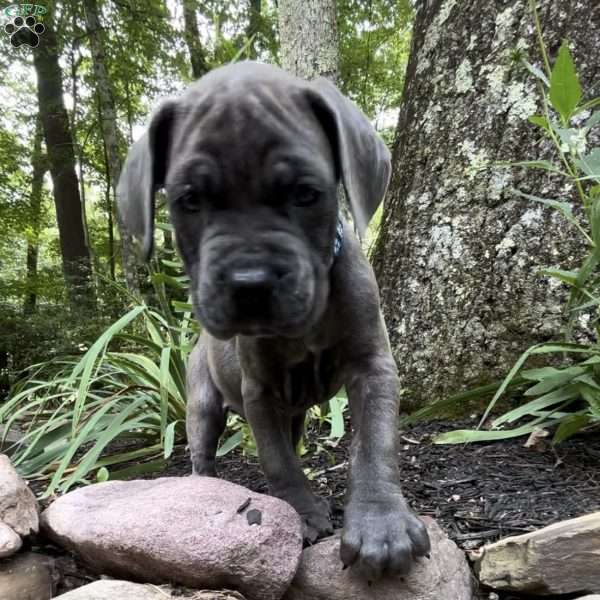 Joe joe, Cane Corso Puppy