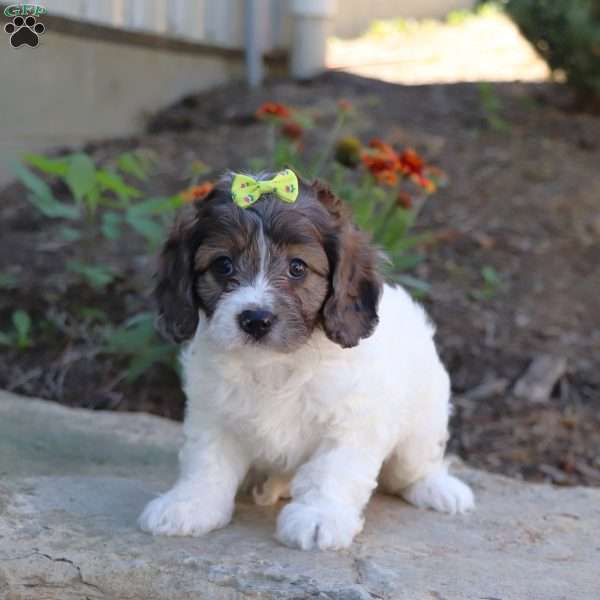 Georgia, Cavalier King Charles Mix Puppy