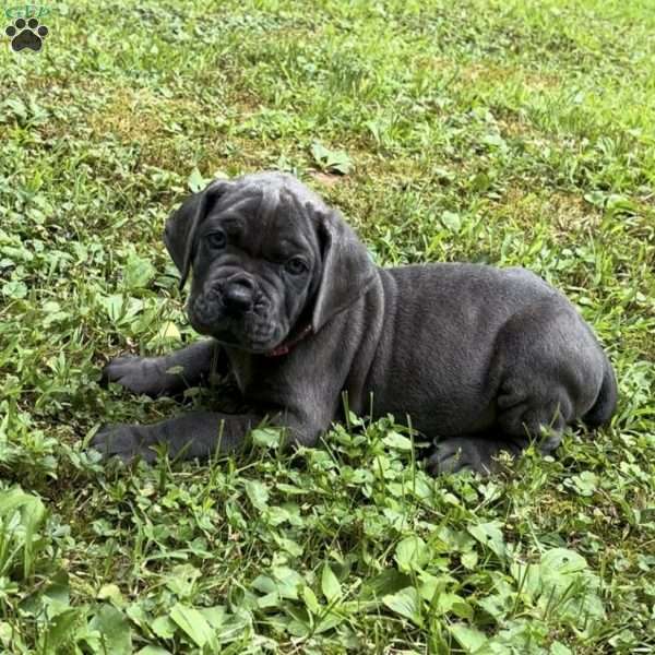 Bell, Cane Corso Puppy