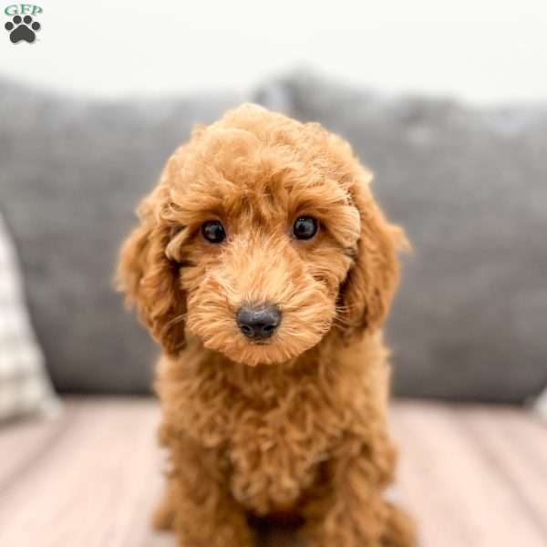 Addie, Miniature Poodle Puppy