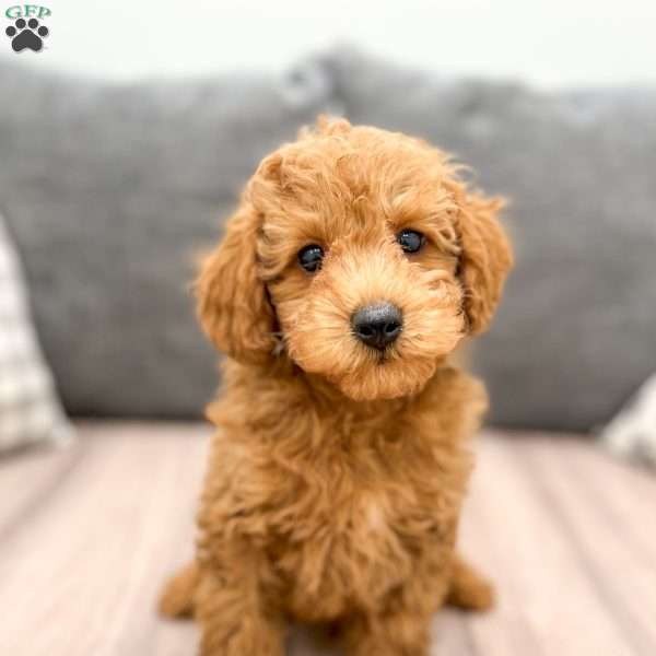 Abe, Miniature Poodle Puppy