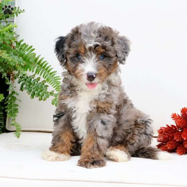 Smokey, Mini Bernedoodle Puppy