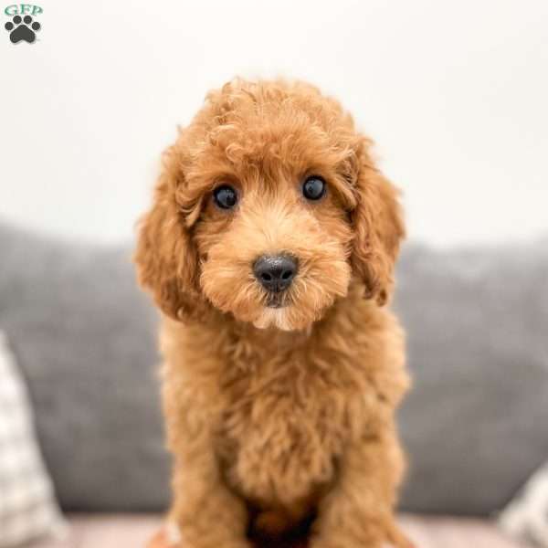 Aiden, Miniature Poodle Puppy