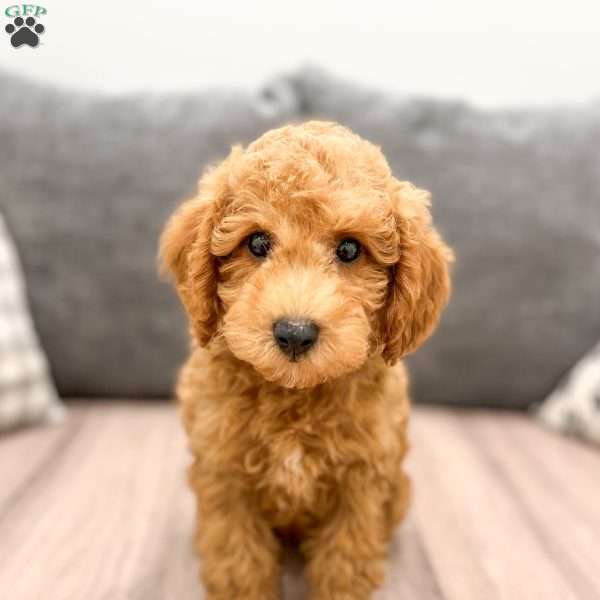 Ace, Miniature Poodle Puppy