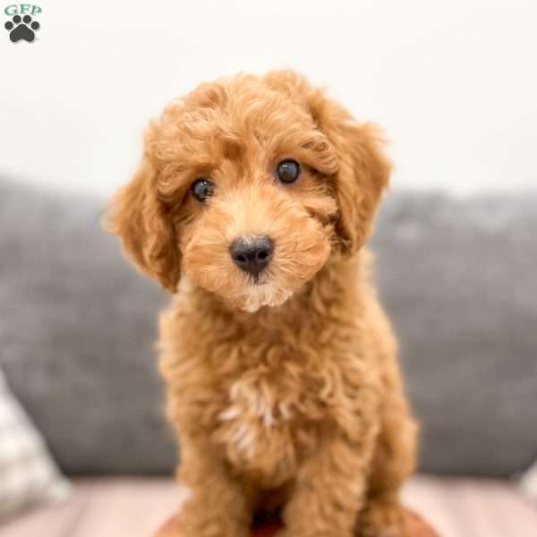 Aero, Miniature Poodle Puppy