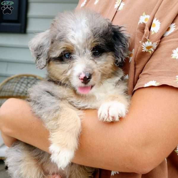 Sophie, Mini Bernedoodle Puppy