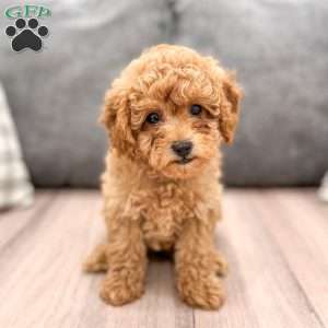 Bobby, Miniature Poodle Puppy