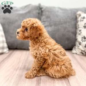 Bobby, Miniature Poodle Puppy