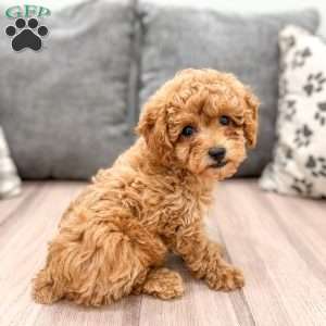 Bobby, Miniature Poodle Puppy