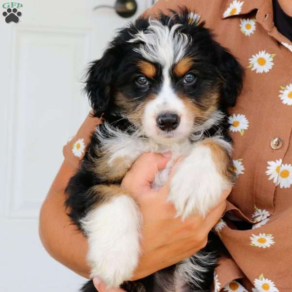 Snickers, Mini Bernedoodle Puppy