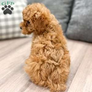 Bobby, Miniature Poodle Puppy