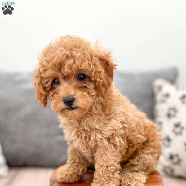 Bobby, Miniature Poodle Puppy