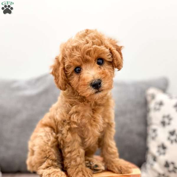 Robbie, Miniature Poodle Puppy