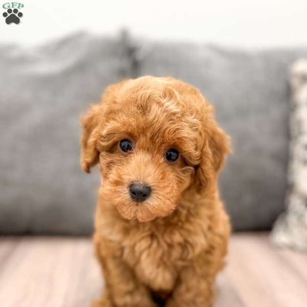 Toby, Miniature Poodle Puppy