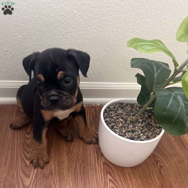 Remy, Olde English Bulldogge Puppy