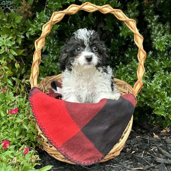 Paisley, Cavapoo Puppy