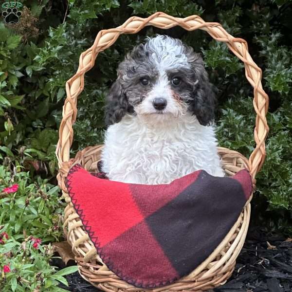 Poppy, Cavapoo Puppy