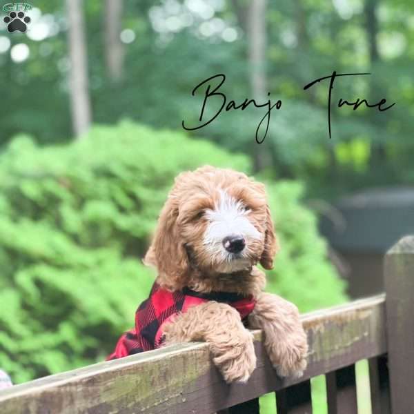 Banjo Tune, Mini Goldendoodle Puppy