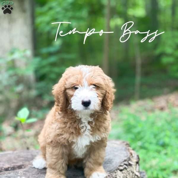 Tempo Bass, Mini Goldendoodle Puppy