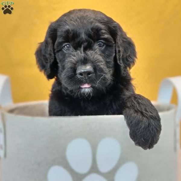 Jasper, Goldendoodle Puppy