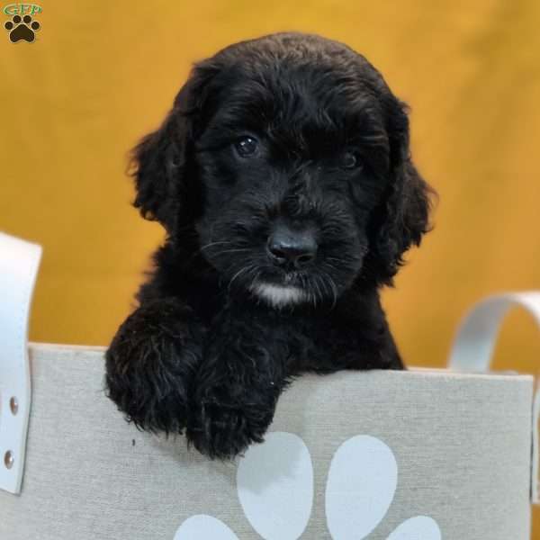 Thunder, Goldendoodle Puppy