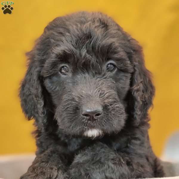 Opal, Goldendoodle Puppy