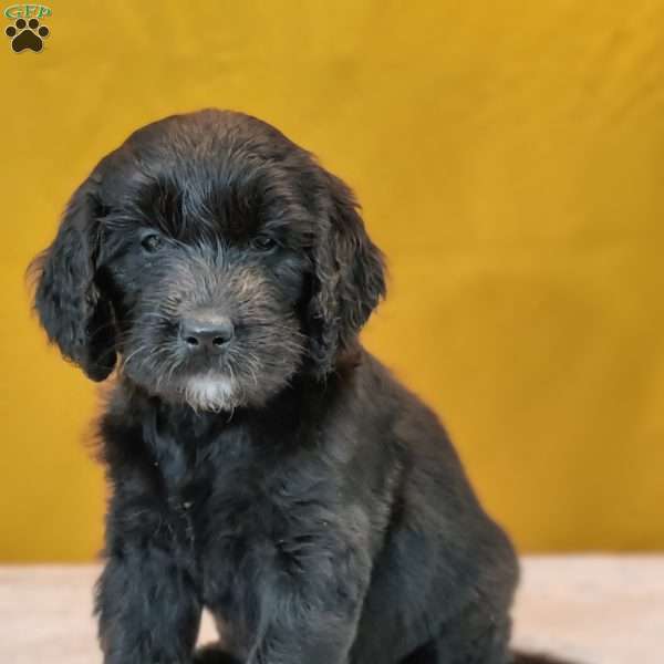 Ember, Goldendoodle Puppy