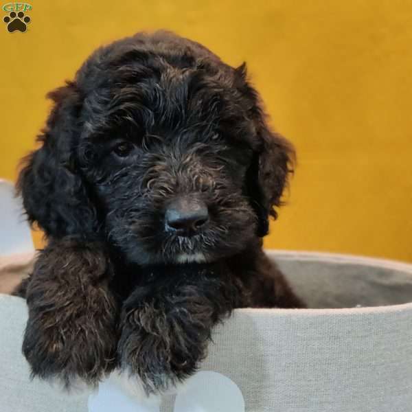 Eclipse, Goldendoodle Puppy