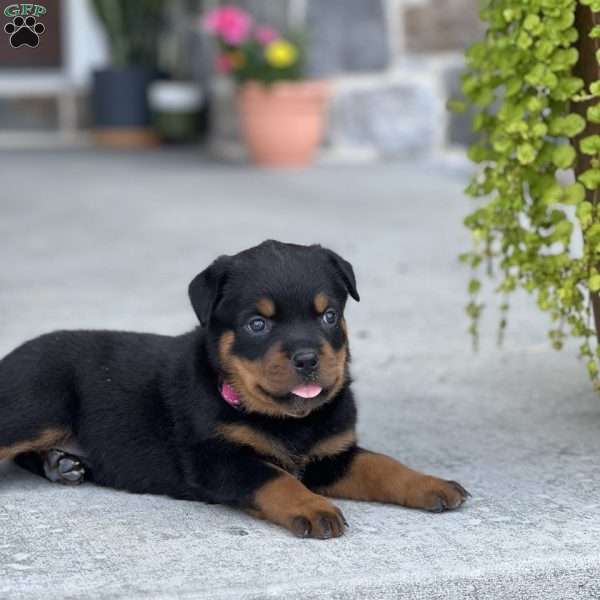 Diamond, Rottweiler Puppy