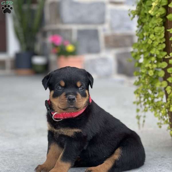 Duke, Rottweiler Puppy