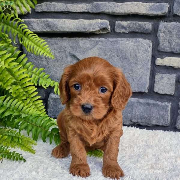 Sadie, Cavapoo Puppy